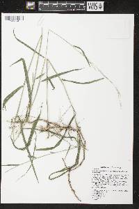 Muhlenbergia tenuiflora image