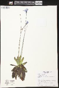 Pinguicula planifolia image