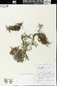 Selaginella rupestris image