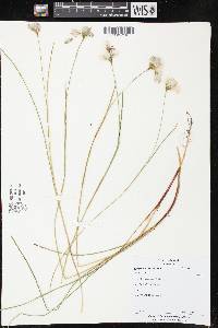 Eriophorum tenellum image