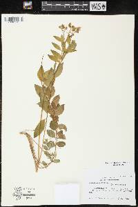 Polemonium reptans image