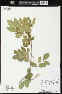 Fraxinus anomala image