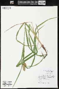 Carex typhina image