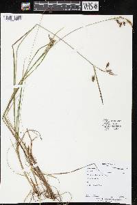 Carex limosa image