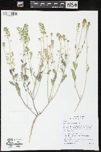 Lepidium campestre image