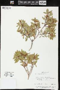 Lyonia ferruginea image