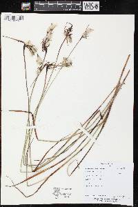 Eriophorum angustifolium image