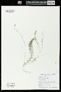 Utricularia intermedia image