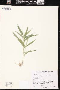 Dichanthelium xanthophysum image