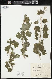 Ribes missouriense image