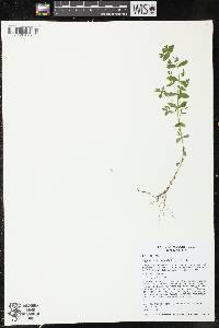 Hypericum boreale image