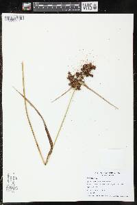 Scirpus georgianus image