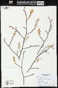 Amelanchier canadensis image