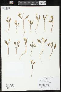 Claytonia caroliniana image