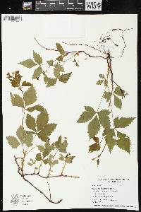 Rubus pubescens image