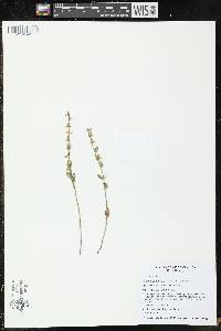 Scutellaria parvula var. parvula image