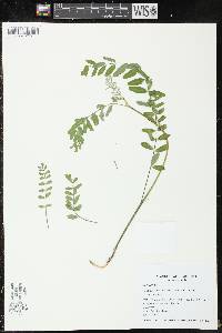 Astragalus canadensis image