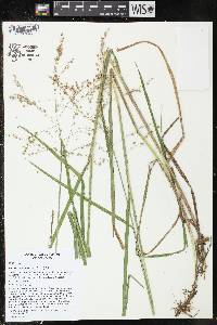 Glyceria canadensis image