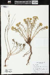 Euphorbia cyparissias image