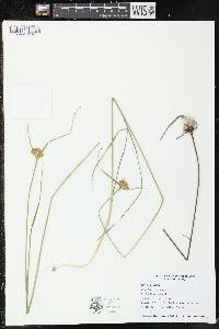 Eriophorum virginicum image