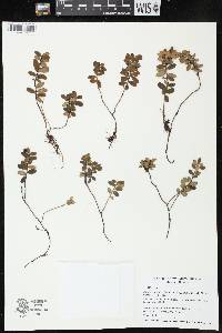 Vaccinium vitis-idaea subsp. minus image