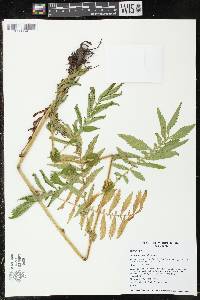 Agrimonia parviflora image