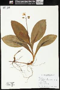 Clintonia borealis image