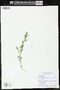 Polygala sanguinea image