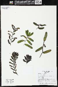 Potamogeton crispus image