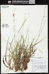 Carex muehlenbergii var. enervis image