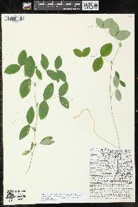 Lathyrus ochroleucus image