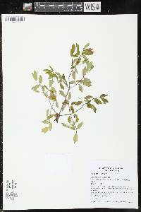 Thalictrum amphibolum image