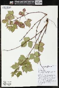 Rubus setosus image