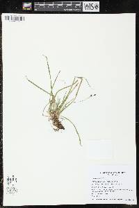 Carex pedunculata image