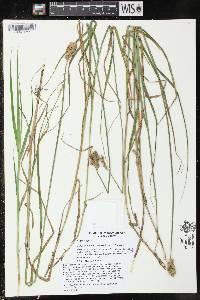 Carex tribuloides var. tribuloides image