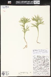 Dendrolycopodium hickeyi image