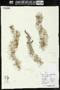 Myriophyllum heterophyllum image