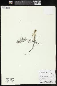 Myriophyllum heterophyllum image