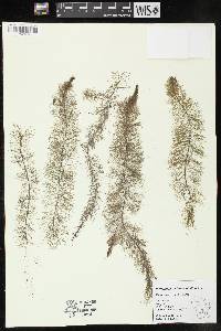 Myriophyllum heterophyllum image