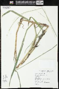 Glyceria septentrionalis image