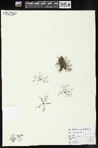 Myriophyllum heterophyllum image