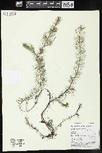 Myriophyllum heterophyllum image