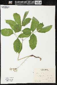 Aralia nudicaulis image