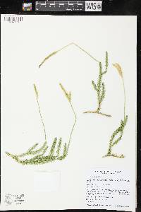 Lycopodium lagopus image