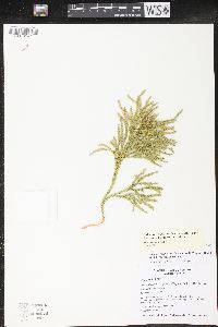 Dendrolycopodium hickeyi image