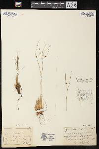 Juncus trifidus image