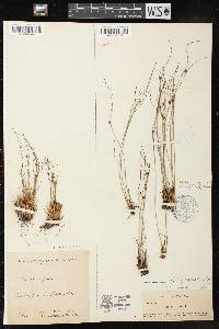 Juncus trifidus image