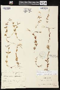 Epilobium anagallidifolium image