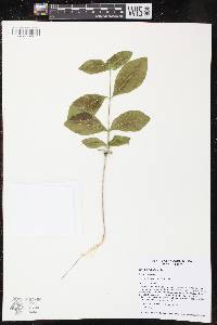 Lonicera dioica image