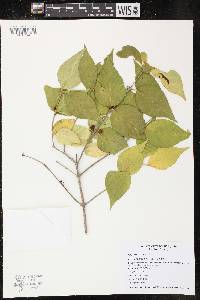 Lonicera maackii image